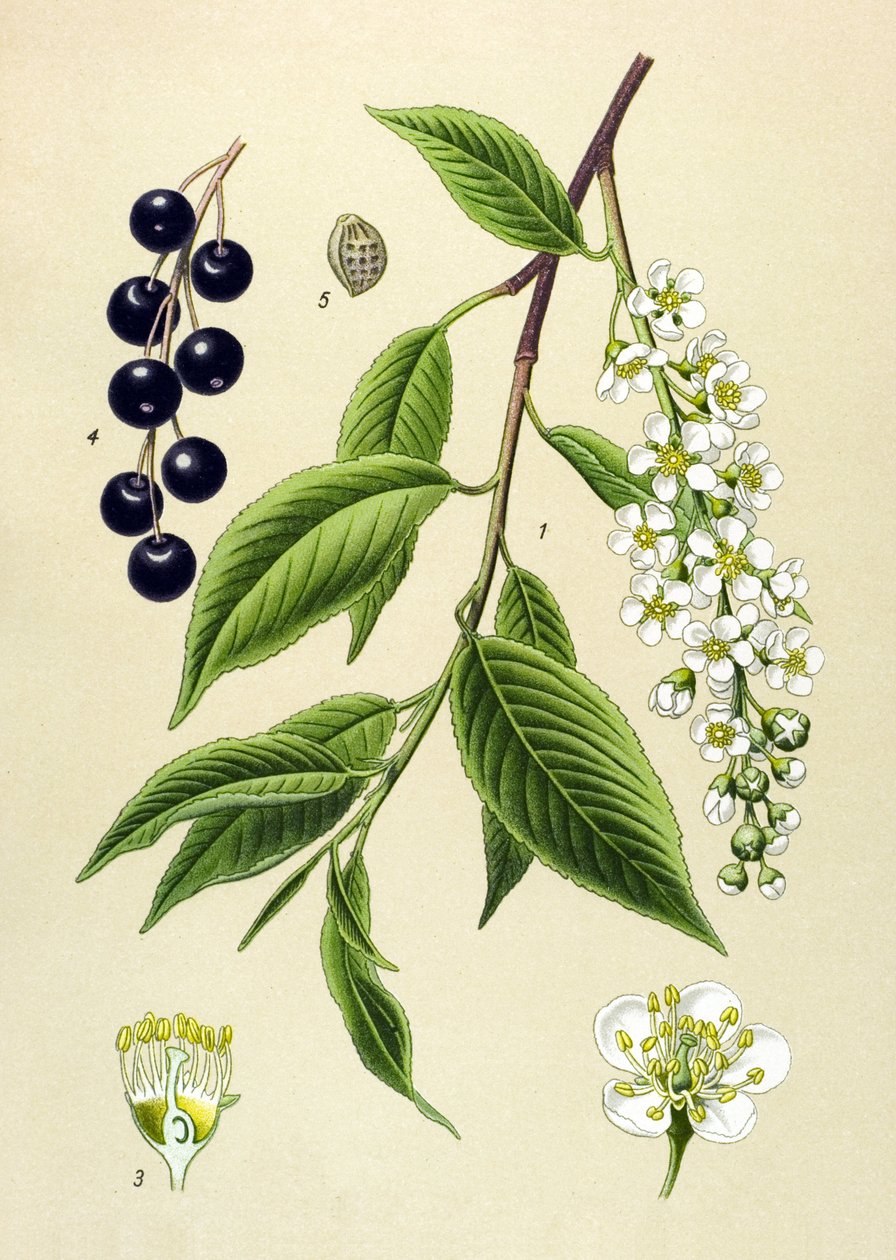 Kasvitieteellinen lauta, kasvi: Kirsikkapuu (Prunus padus) tekijältä Unbekannter Künstler