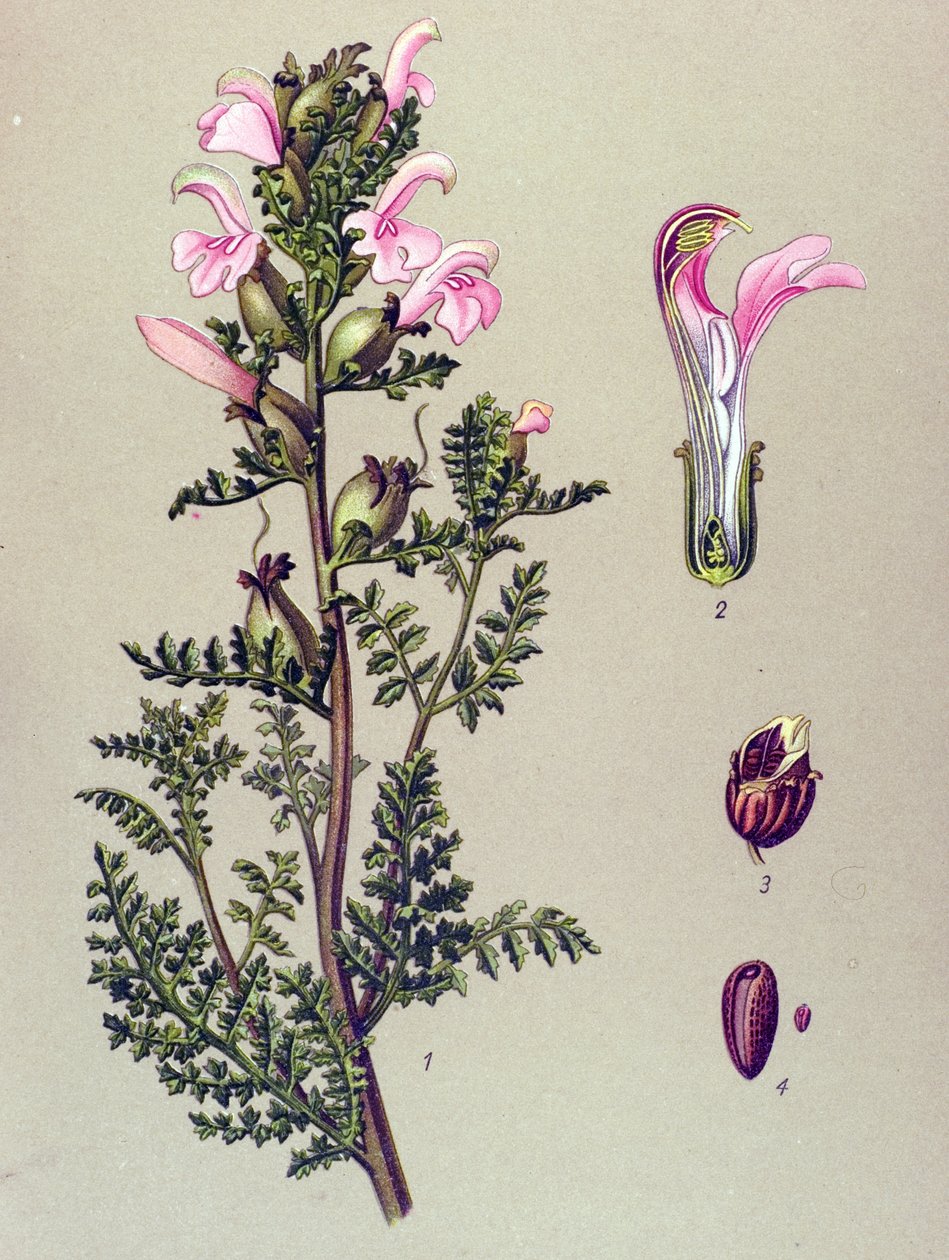 Kasvitieteellinen lauta, kasvi: Suon pedikulaarinen (Pedicularis palustris) tekijältä Unbekannter Künstler