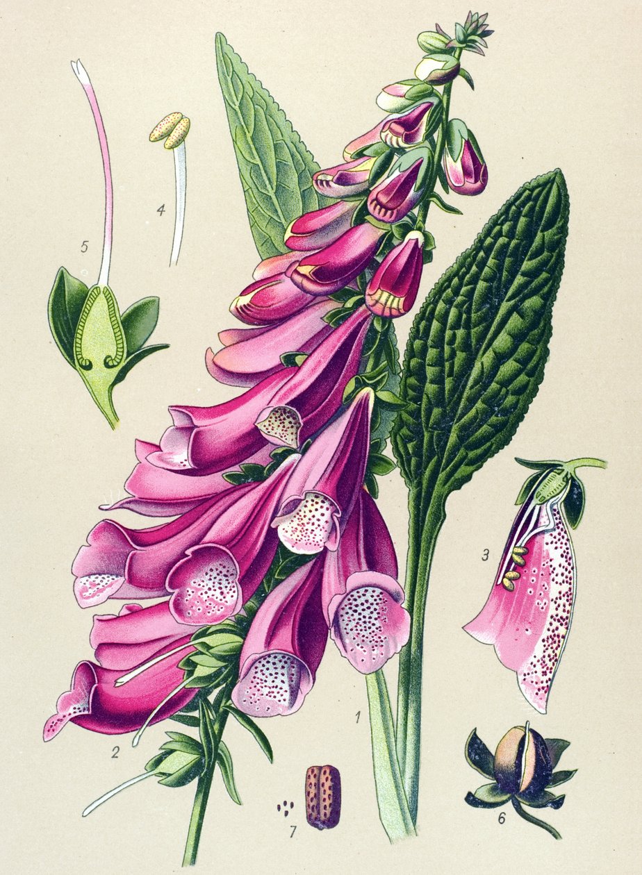 Kasvitieteellinen kartonki, kasvi: violetti digitaalinen (Digitalis purpurea) tekijältä Unbekannter Künstler