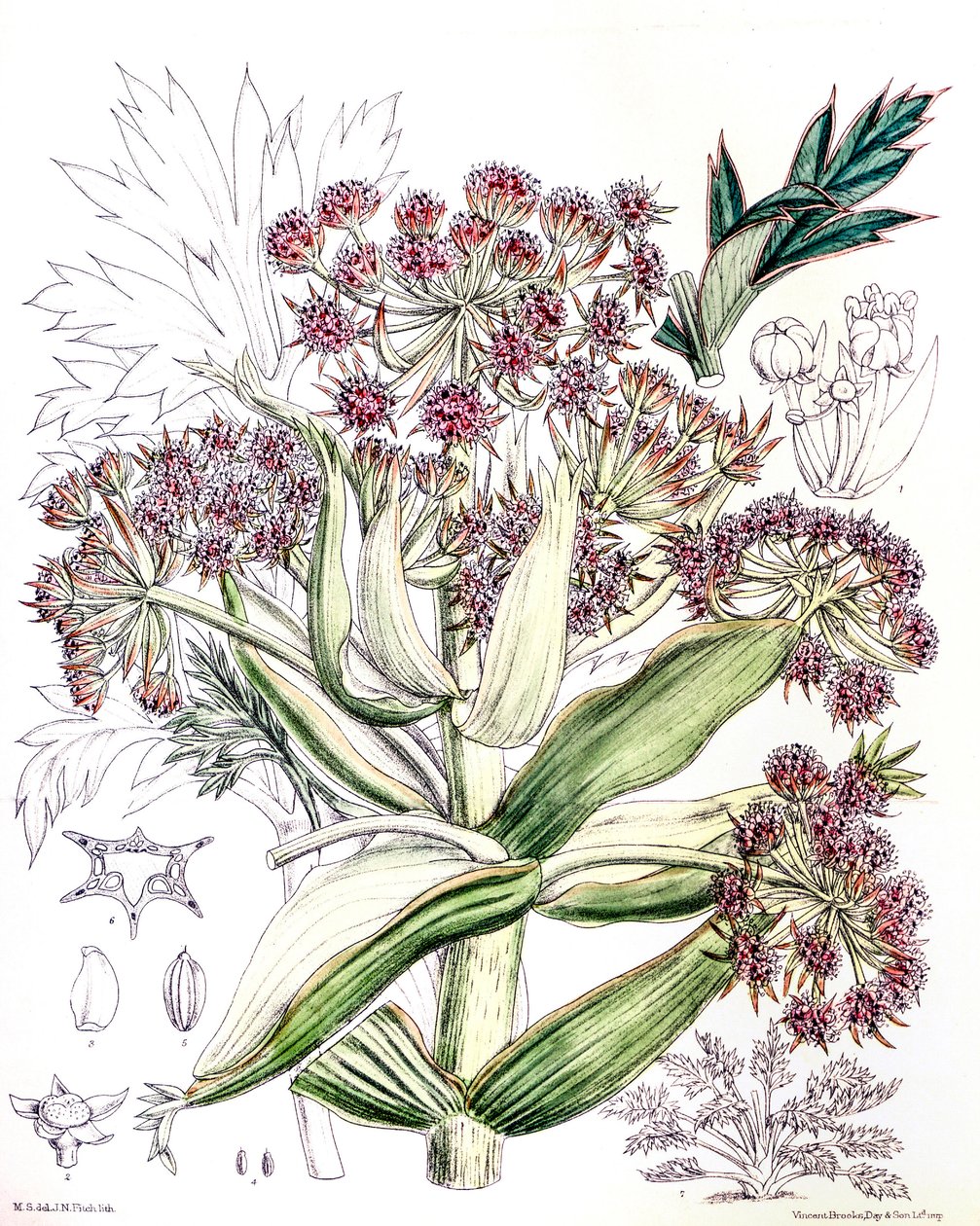 Kasvitieteellinen kuva / Aciphylla latifolia / Anisotome latifolia / Broad Aciphyll tekijältä Unbekannt