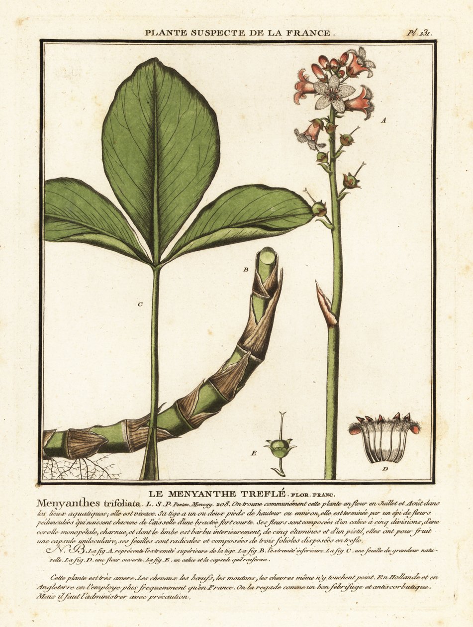 Buckbean, Menyanthes trifoliata. tekijältä Unbekannter Künstler