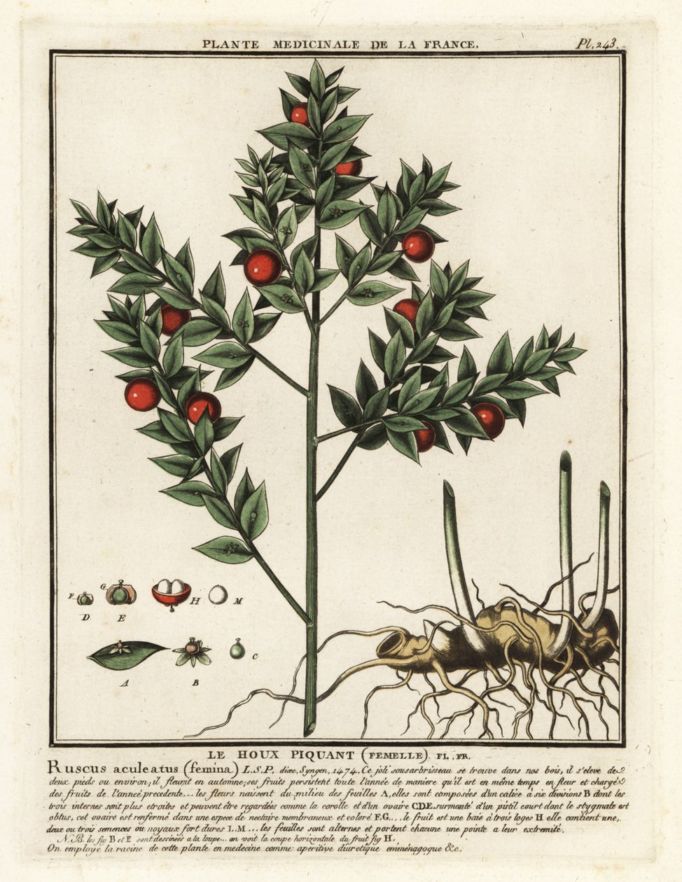 Teurastajan luuta, Ruscus aculeatus. tekijältä Unbekannter Künstler