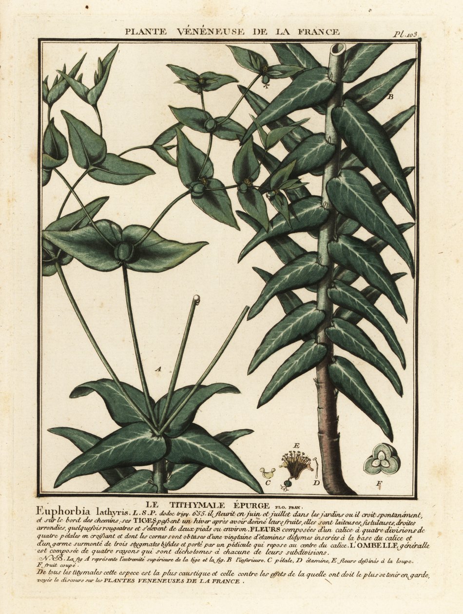 Kapris spurge, Euphorbia lathyris. tekijältä Unbekannter Künstler