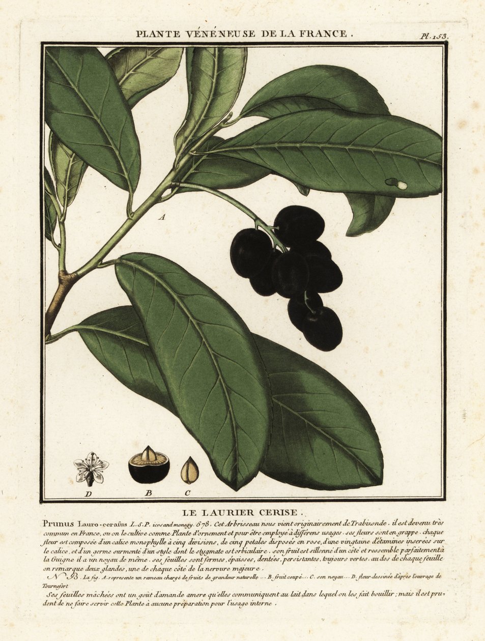 Kirsikkalaakerit, Prunus laurocerasus. tekijältä Unbekannter Künstler