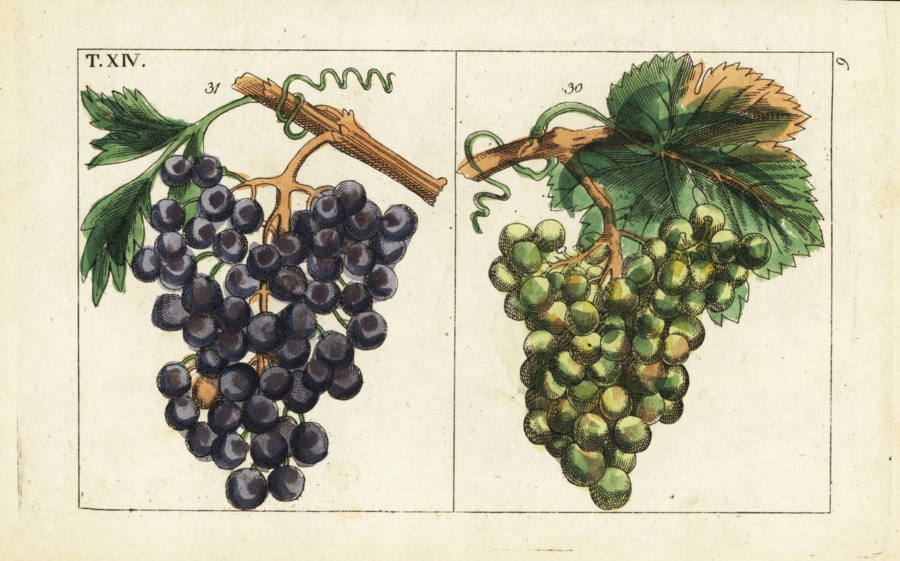 Chiavenna-rypäleet, Pinot noir-rypäleet, Vitis vinifera. tekijältä Unbekannter Künstler