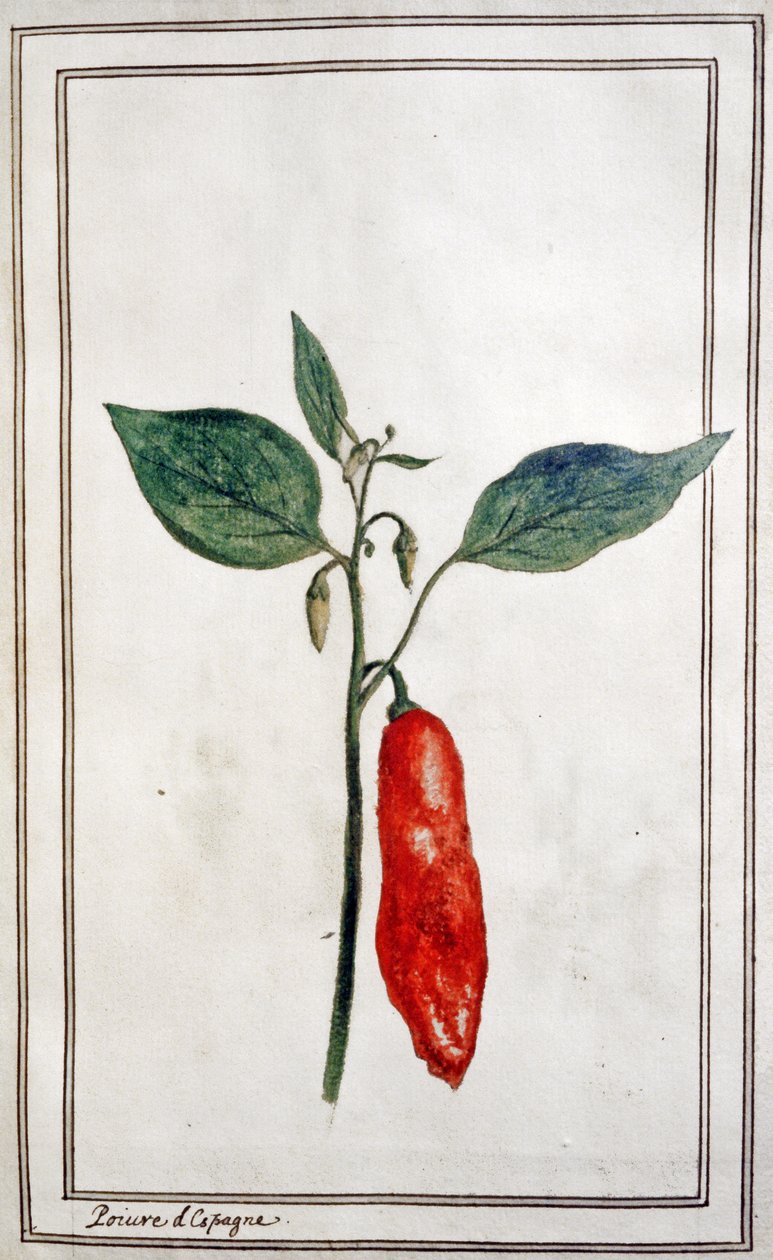 Chili, espanjalainen pippuri, noin 1780-1800 (kaiverrus). tekijältä Unbekannter Künstler
