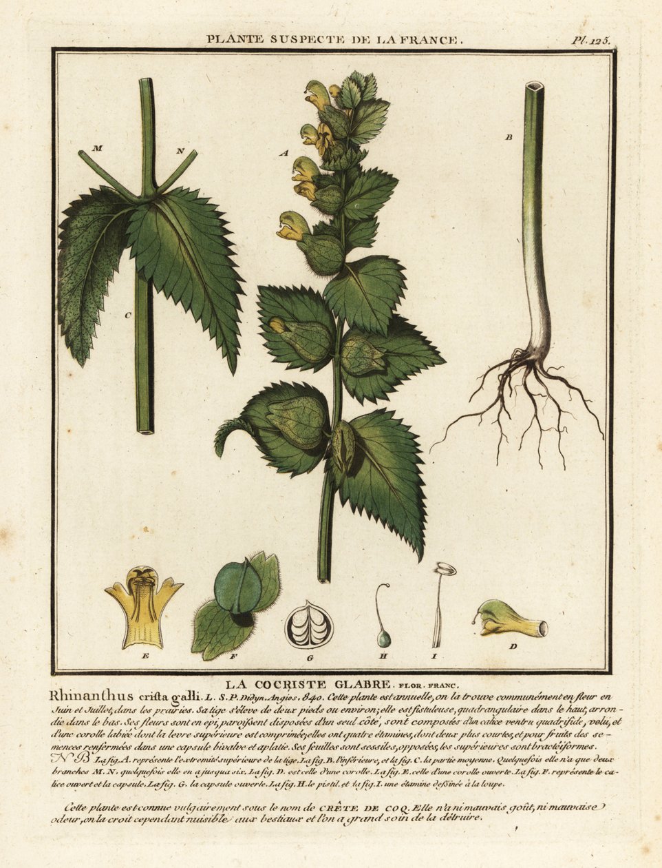Kukon kampa, Rhinanthus crista-galli. tekijältä Unbekannter Künstler
