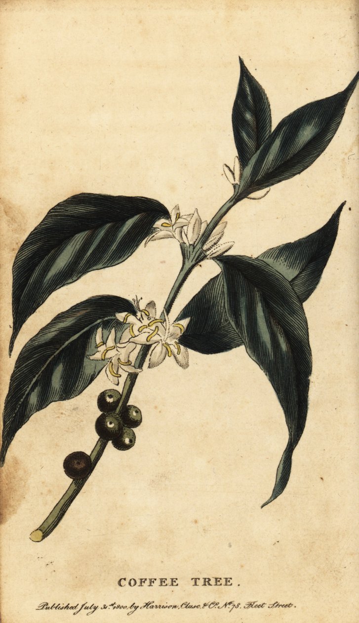 Kahvipuu, Coffea arabica. ,1800 (kaiverrus) tekijältä Unbekannter Künstler