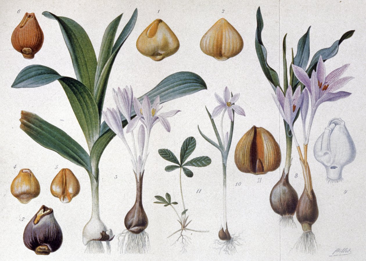Colchicum, noin 1900 (kaiverrus). tekijältä Unbekannter Künstler