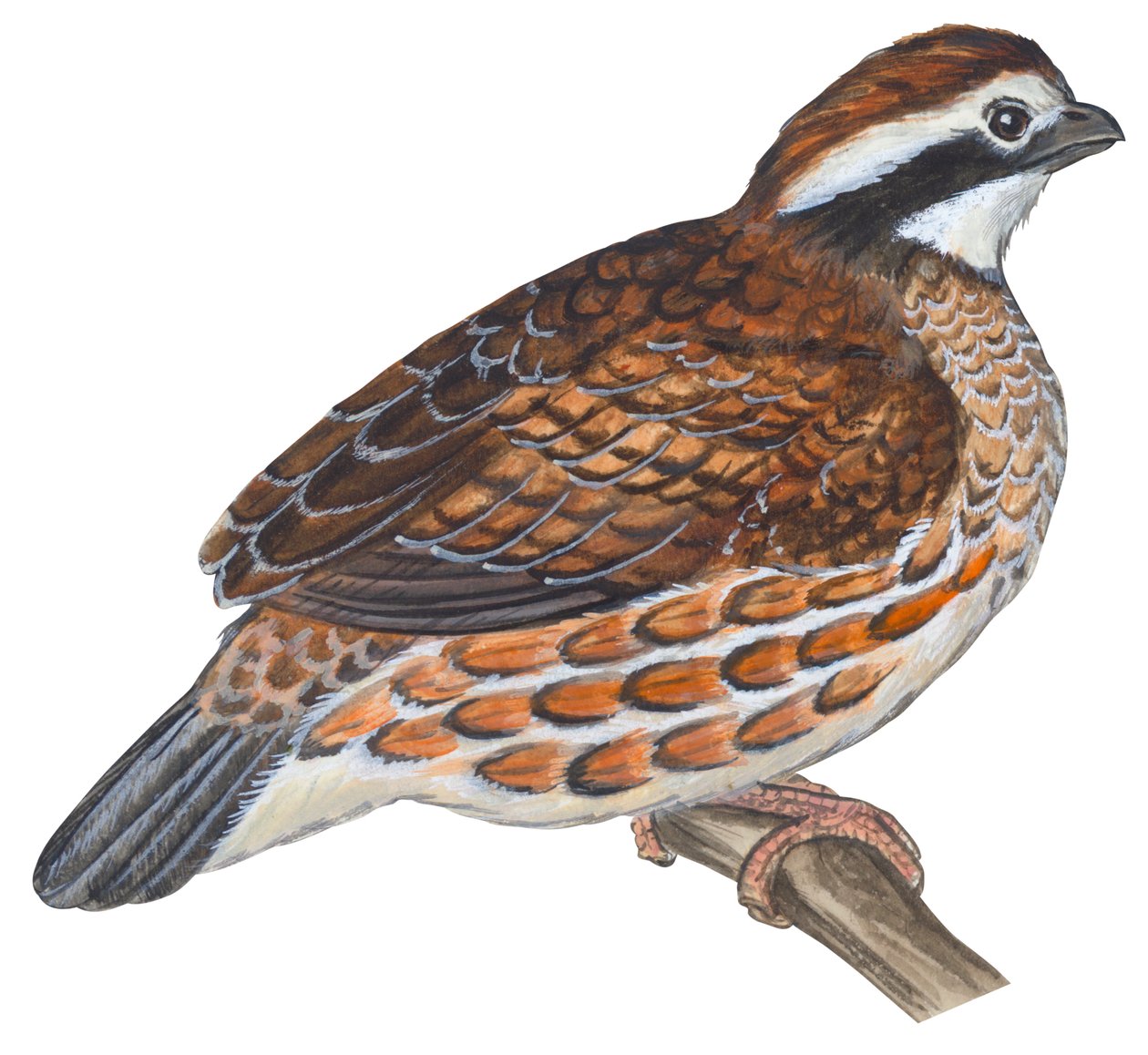 Colin de Virginia - Bobwhite (Colin virginianus) tekijältä Unbekannter Künstler