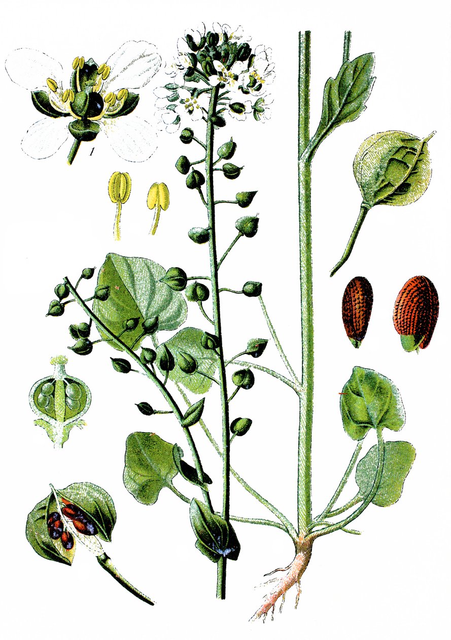 Yleinen keltarauharuoho, Cochlearia officinalis, Cochlearia officinalis tekijältä Unbekannter Künstler