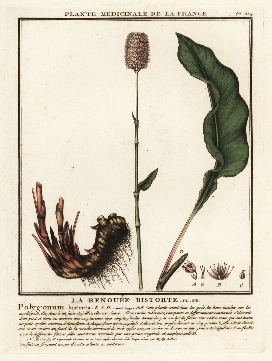 Tavallinen bistorta, Persicaria bistorta. tekijältä Unbekannter Künstler