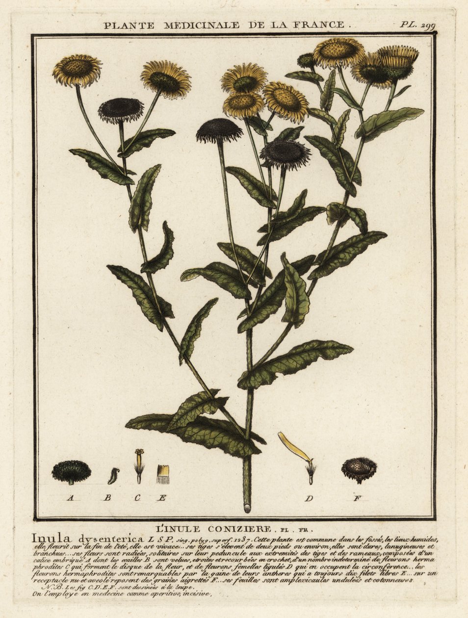 Harvinainen fleabane, Pulicaria dysenterica. tekijältä Unbekannter Künstler
