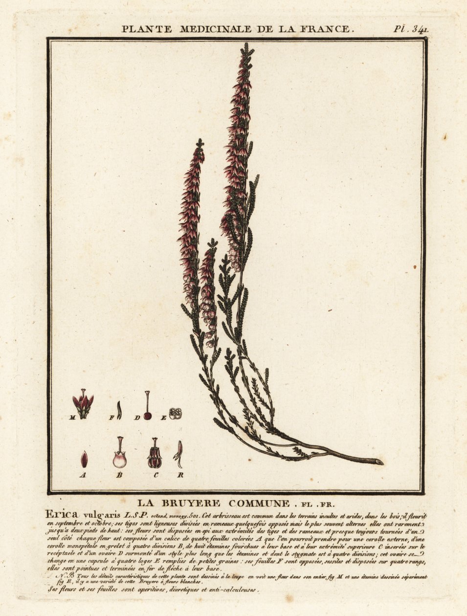 Kannerva, Calluna vulgaris. tekijältä Unbekannter Künstler