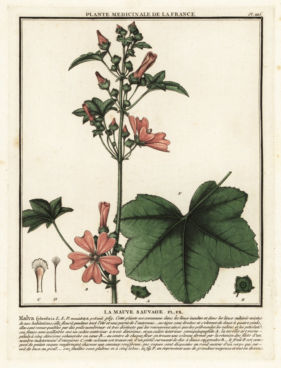 Malva, Malva sylvestris. tekijältä Unbekannter Künstler