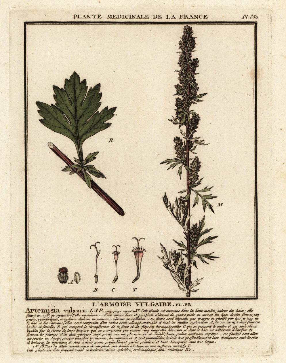 Harvinainen mukijuuri, Artemisia vulgaris. tekijältä Unbekannter Künstler