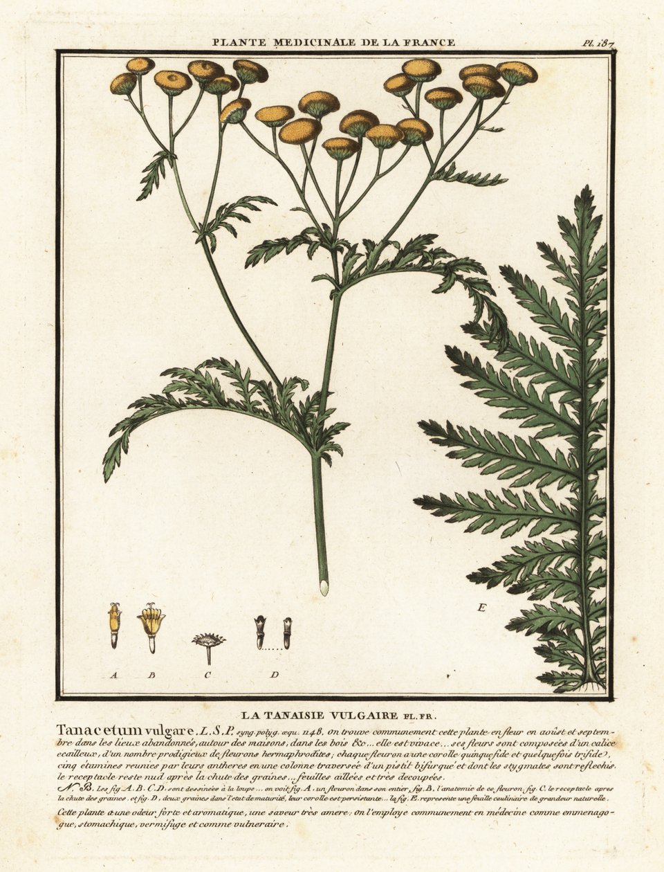 Tavallinen tansy, Tanacetum vulgare. tekijältä Unbekannter Künstler