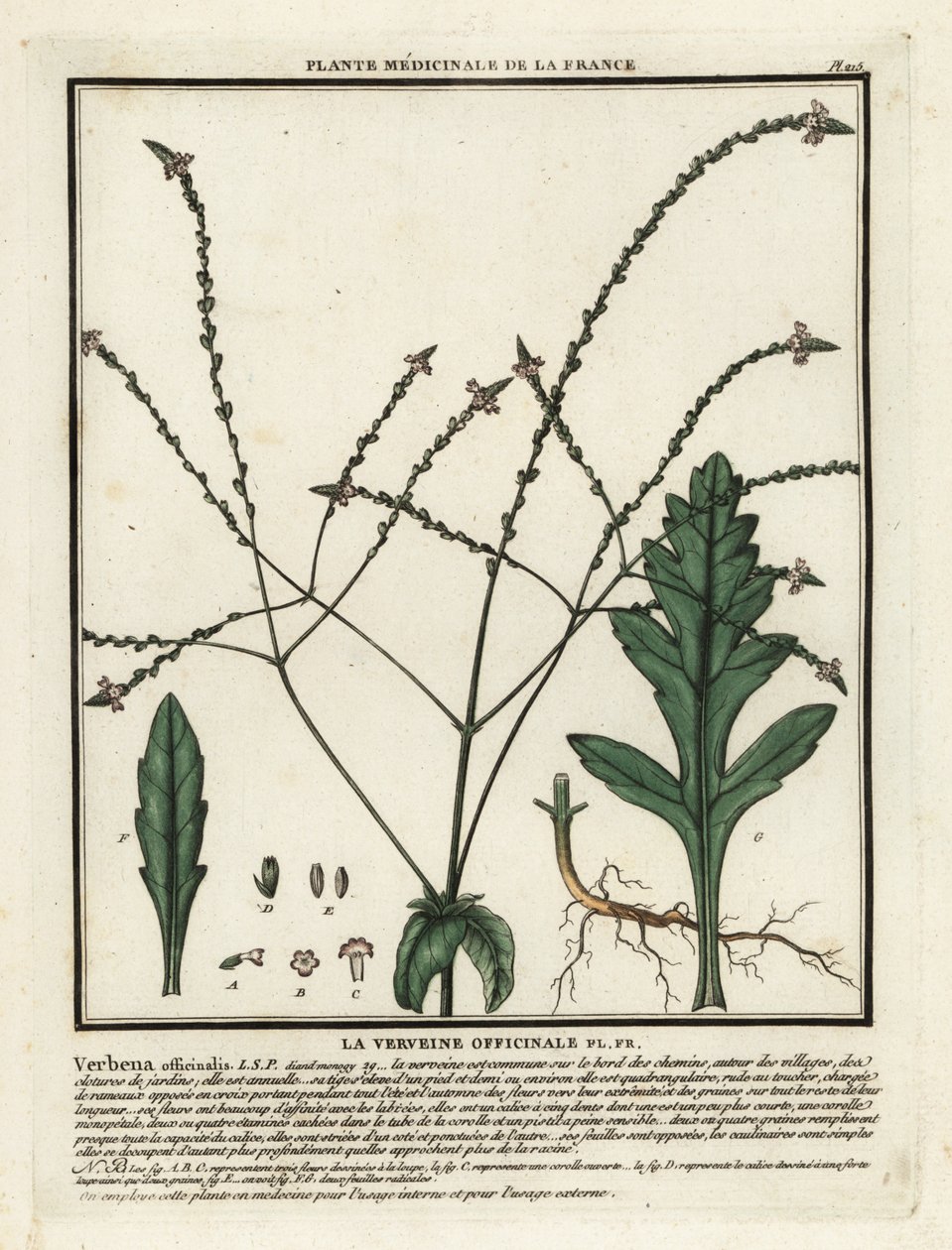 Tavallinen vervain, Verbena officinalis. tekijältä Unbekannter Künstler