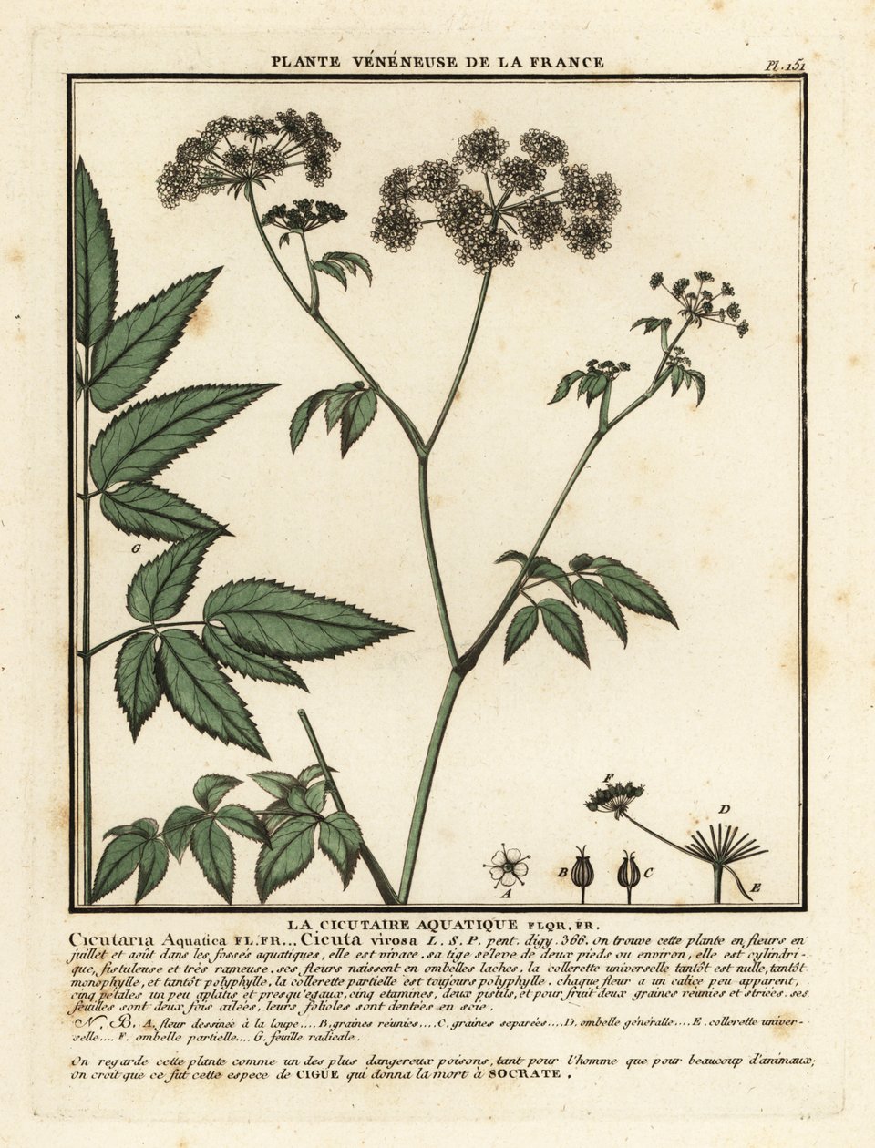 Cowbane, Hemlock virosa. tekijältä Unbekannter Künstler