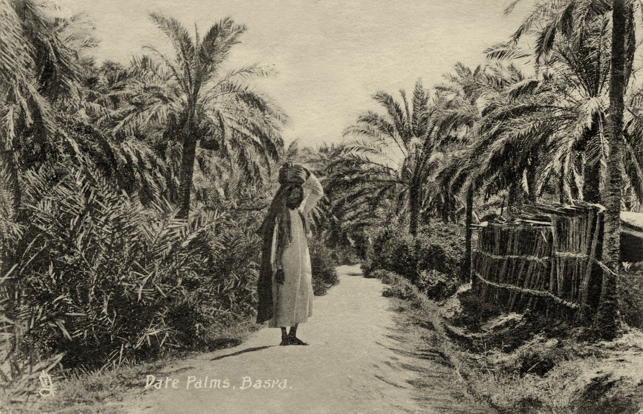 Date Palms, Basra tekijältä Unbekannter Künstler