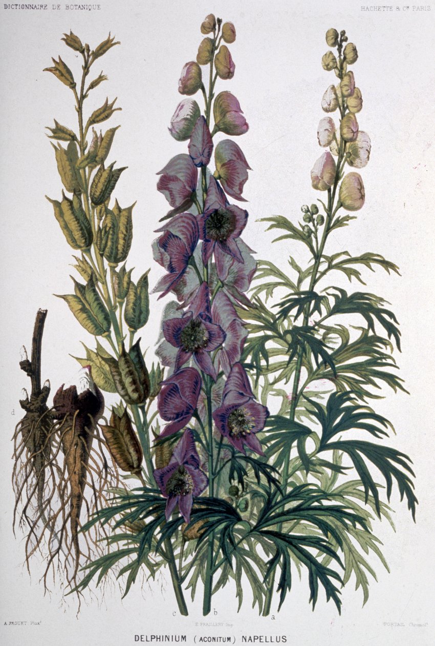 Delphinium Napellus, noin 1850-1900 (litografia). tekijältä Unbekannter Künstler