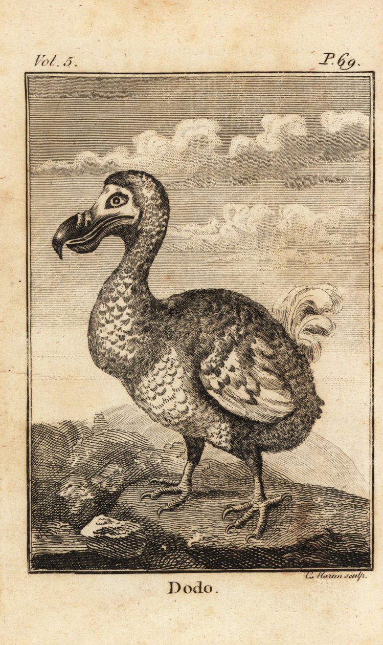 Dodo, Raphus cucullatus, sukupuuttoon kuollut lintu tekijältä Unbekannt