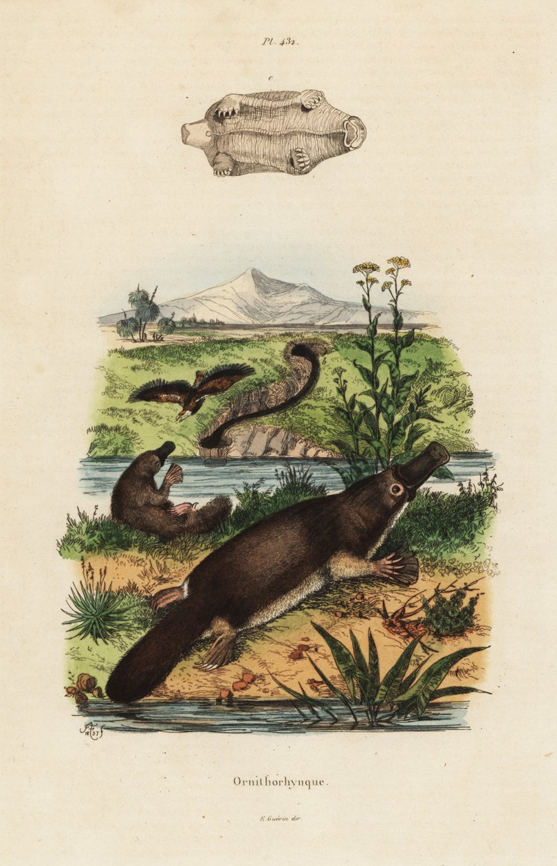 Ornithorhynchus anatinus tekijältä Unbekannt