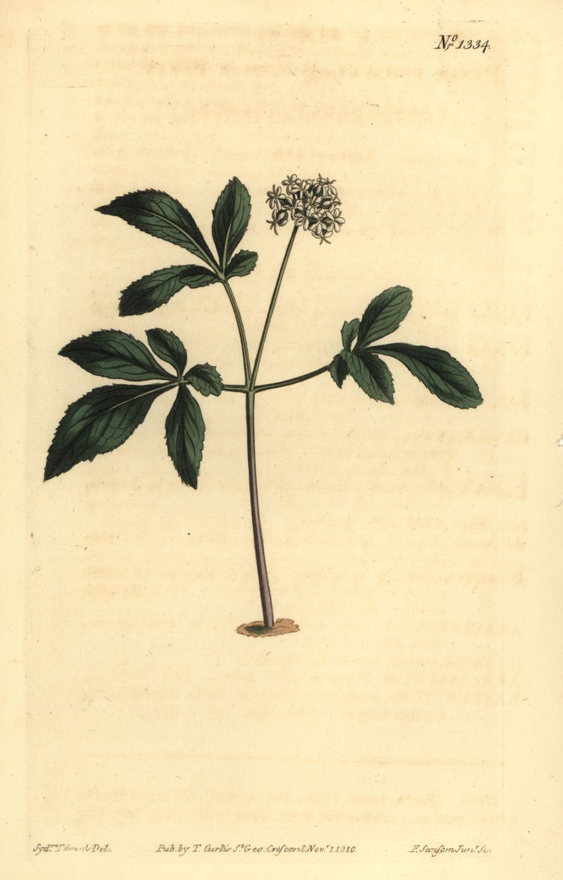 Kääpiöginseng, Panax trifolius tekijältä Unbekannt