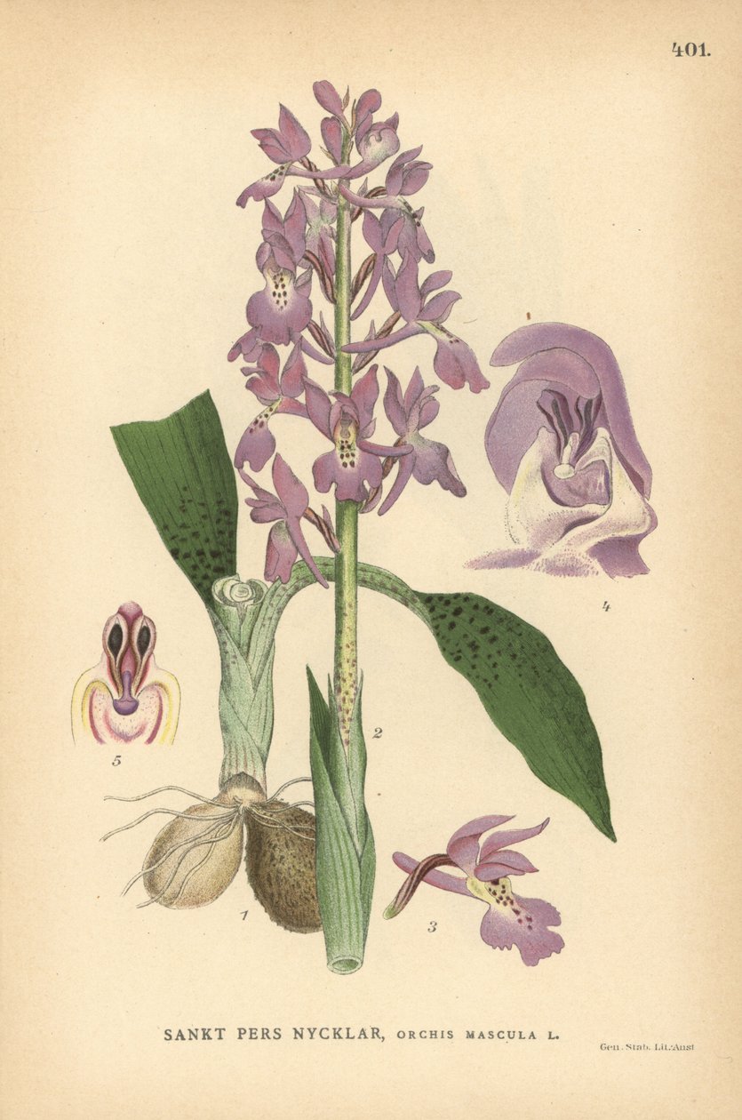 Varhainen violetti orkidea, Orchis mascula tekijältä Unbekannter Künstler