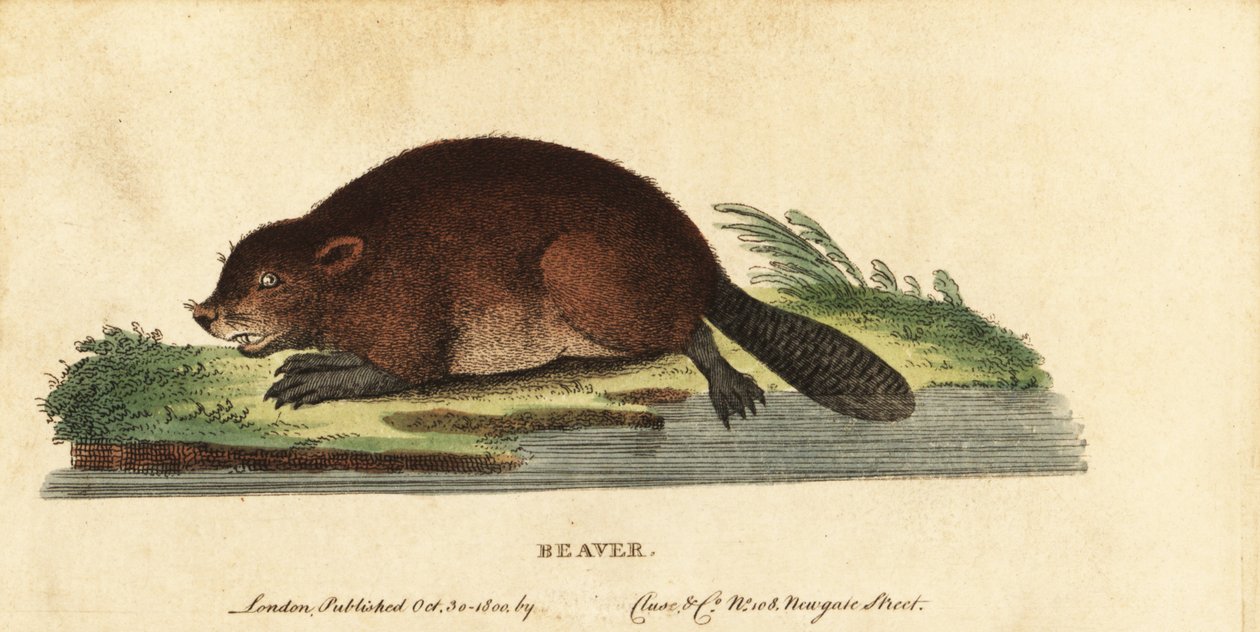 Euraasian majava, Castor fiber., 1800 (kaiverrus) tekijältä Unbekannter Künstler