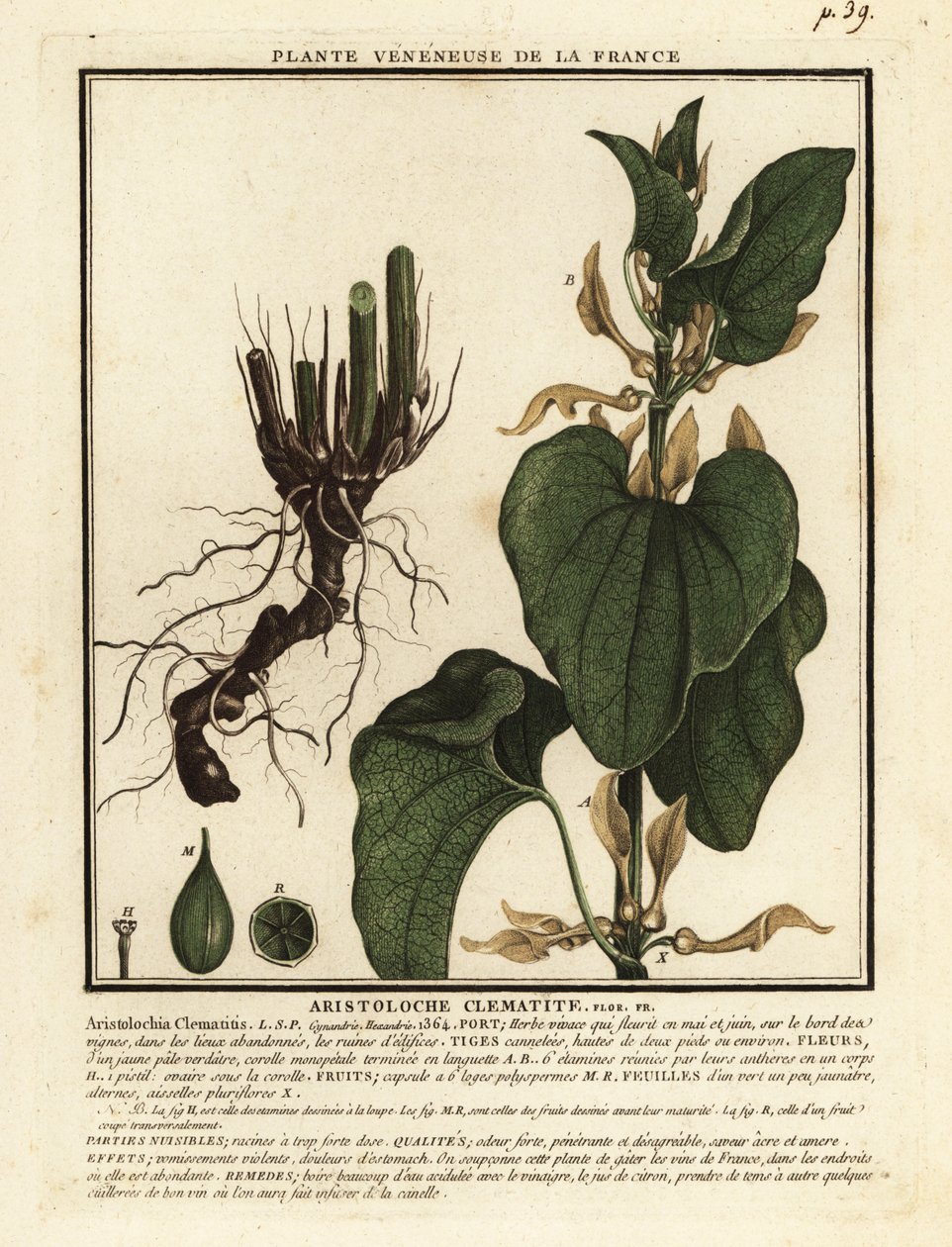 Eurooppalainen synnyinjuuri, Aristolochia clematitis. tekijältä Unbekannter Künstler