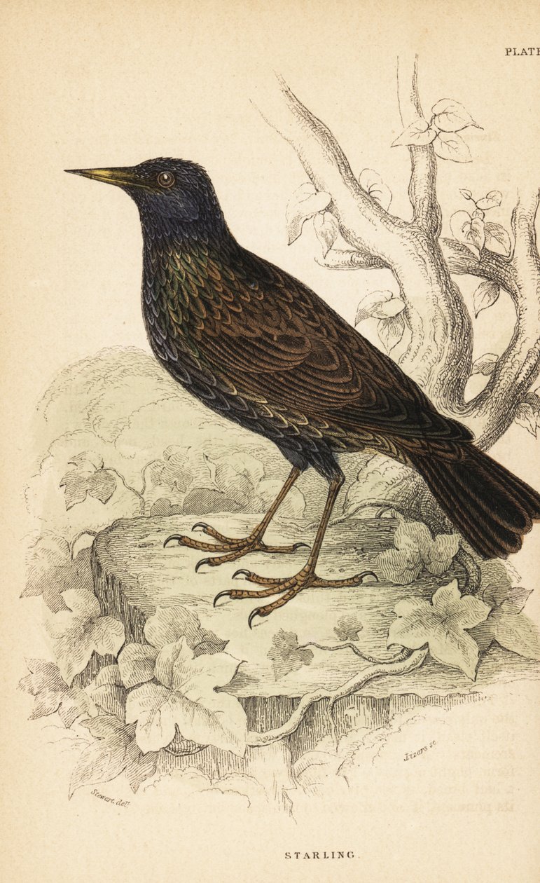 Euroopan kottarainen, Sturnus vulgaris.1889 (kaiverrus) tekijältä Unbekannter Künstler