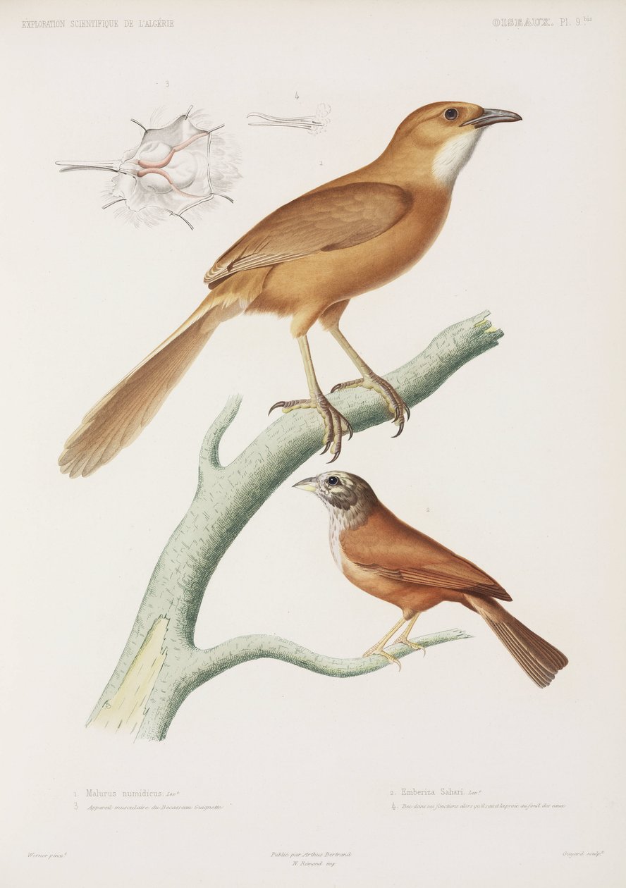 Fairywren ja kotisirkku, Algeria tekijältä Unbekannter Künstler