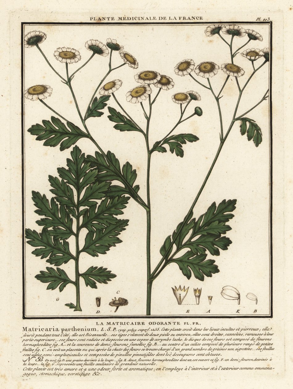 Feverfew, Tanacetum parthenium. tekijältä Unbekannter Künstler