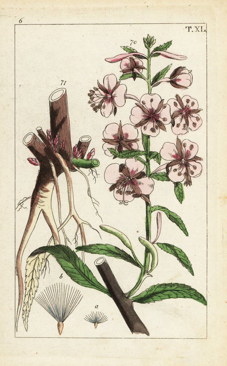 Fireweed, Epilobium angustifolium. tekijältä Unbekannter Künstler