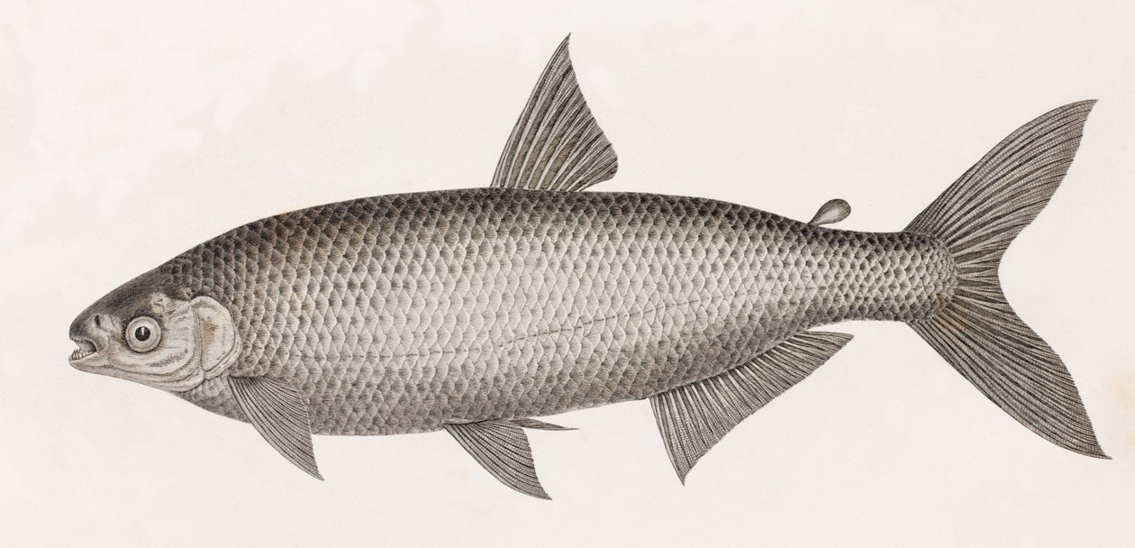 Kala: Le Characin tekijältä Unbekannt