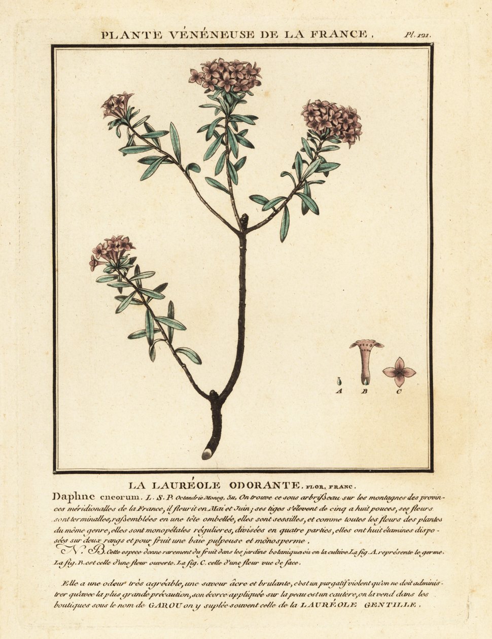 Seppeleen kukka, Daphne cneorum. tekijältä Unbekannter Künstler
