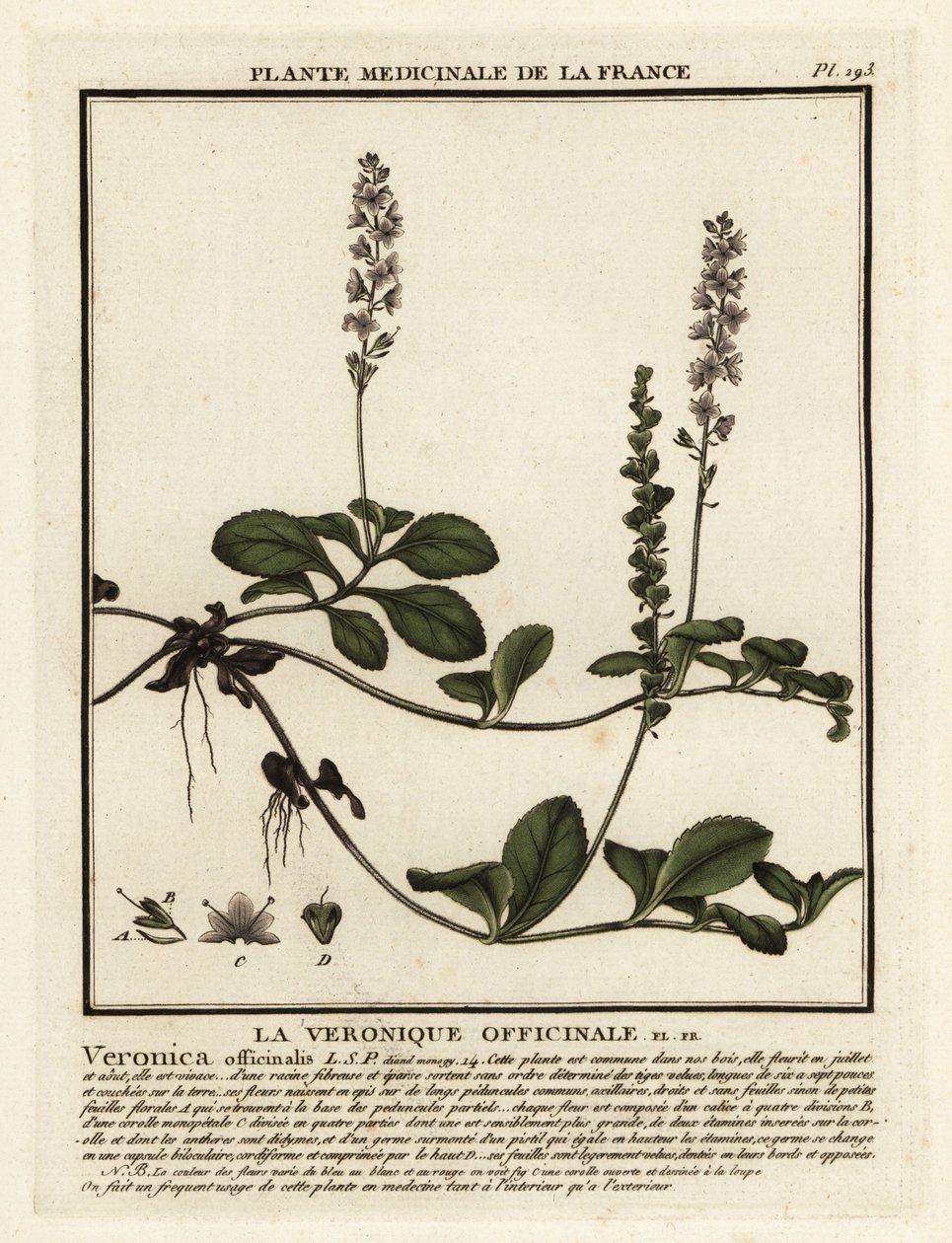 Heath speedwell, Veronica officinalis. tekijältä Unbekannter Künstler