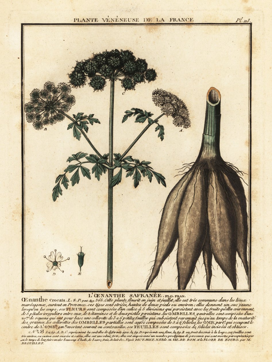 Hemlock-vesipisara, Oenanthe crocata. tekijältä Unbekannter Künstler