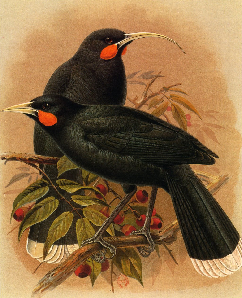 Kuva/Heteralocha acutirostris/Huia dimorphe/Huia tekijältä Unbekannt