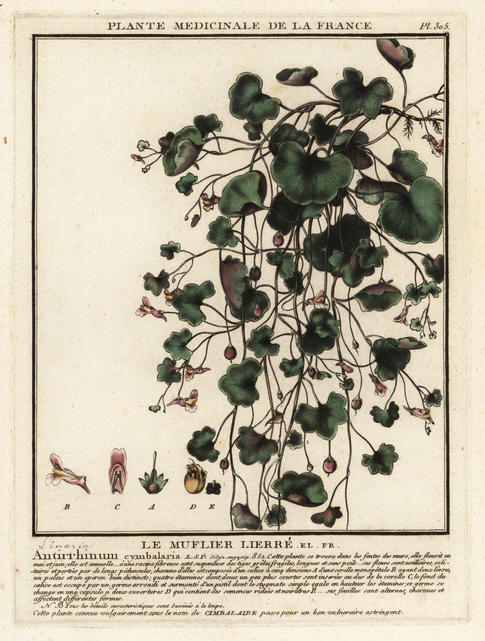 Ivy-lehtinen rupikonna, Cymbalaria muralis. tekijältä Unbekannter Künstler