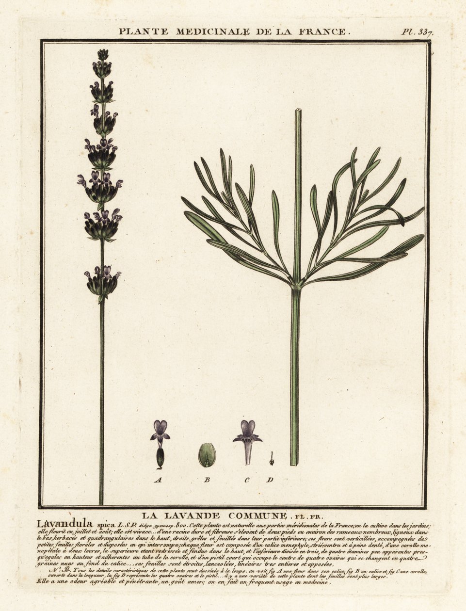 Laventeli, Lavandula angustifolia. tekijältä Unbekannter Künstler