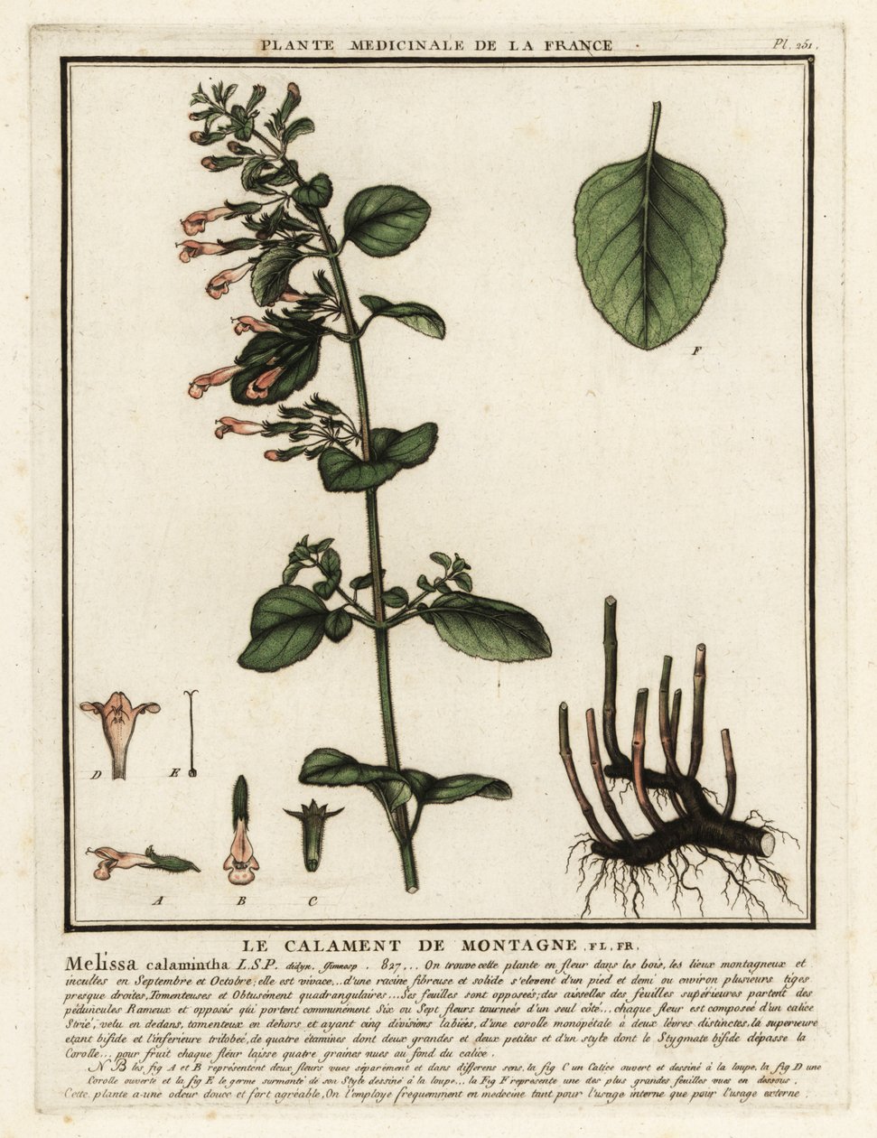 Pieni kalamintti, Clinopodium nepeta. tekijältä Unbekannter Künstler