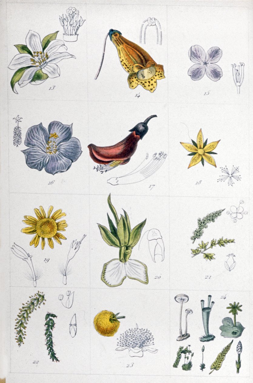 Pellavajärjestelmä, noin 1850 (kaiverrus). tekijältä Unbekannter Künstler