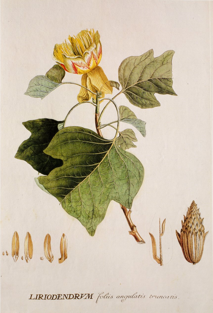 Liriodendron tulipifera/Tulipier/Tulip Tree tekijältä Unbekannt