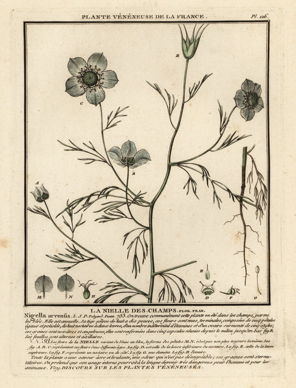 Rakkautta sumussa. Nigella arvensis. tekijältä Unbekannter Künstler