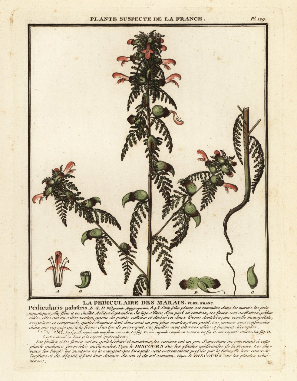 Suotäiheinä, Pedicularis palustris. tekijältä Unbekannter Künstler
