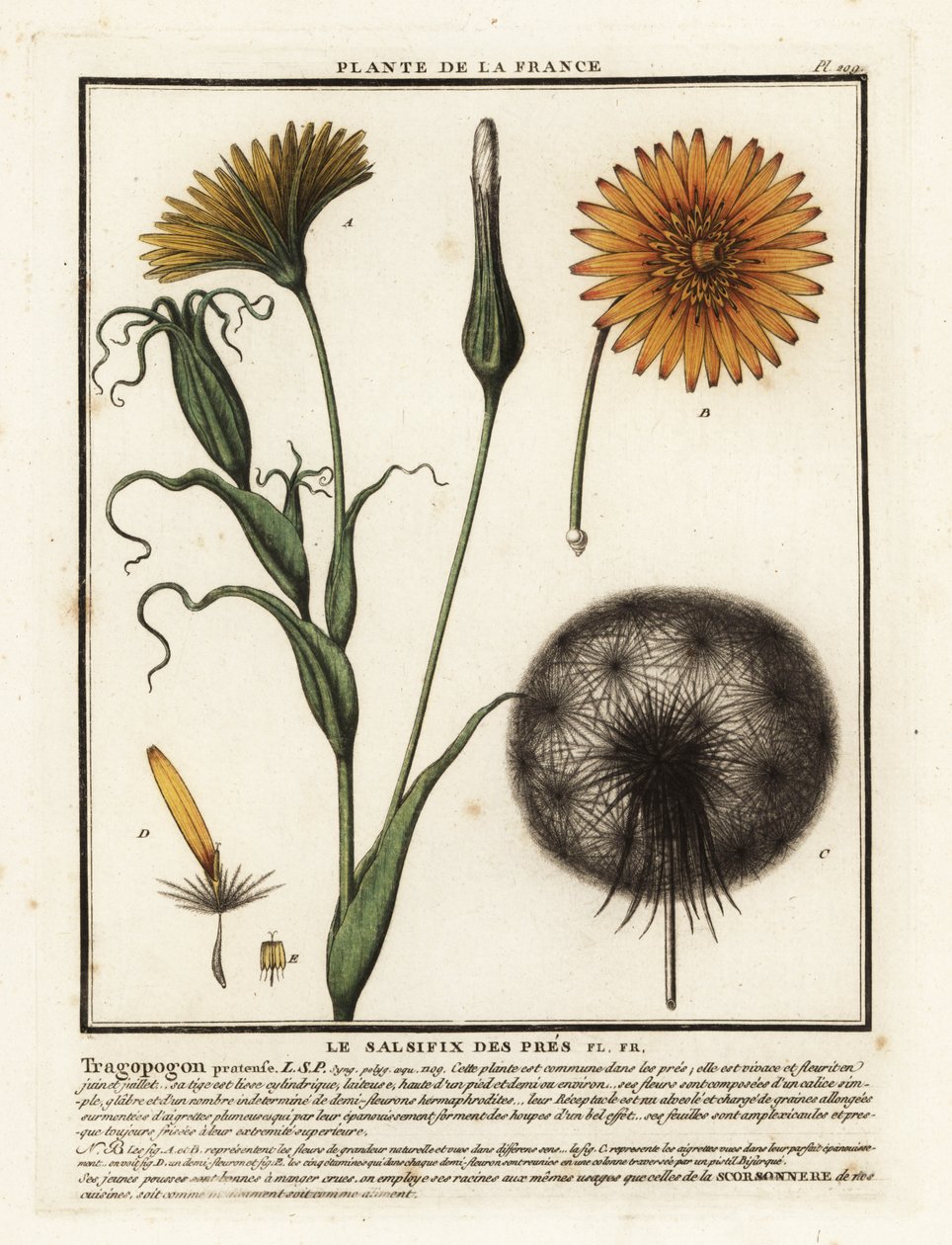 Niittysali, Tragopogon pratensis. tekijältä Unbekannter Künstler