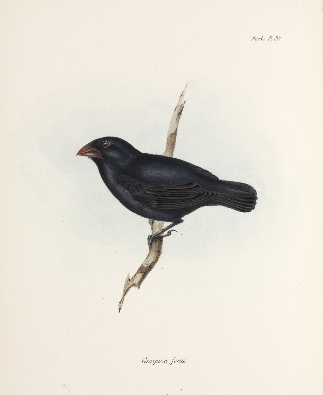 Medium Ground Finch, Galapagossaaret, n. 1832-1836 tekijältä Unbekannter Künstler