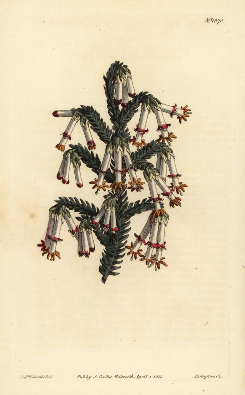 Monadelphous-numme, Erica monadelpha tekijältä Unbekannt